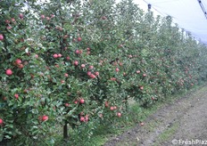 Frutti ancora sulle piante