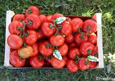 Teradion F1, raccolto a grappolo, in cassetta di legno