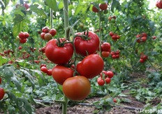 Teradion F1, dettaglio grappolo a cinque frutti