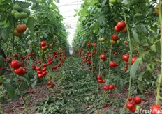 Filare di pomodoro Teradion F1, all'interno della serra vetrina allestita da Bayer, nell'azienda Agromollaka di Lillo Marchì
