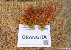 Orangita (standard & premium)