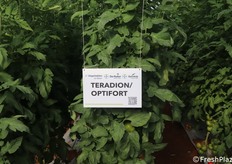 Ampia esposizione anche di portinnesti