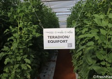 Ampia esposizione anche di portinnesti