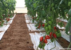 SVTJ7007: la grande novità, pre commerciale, per il segmento degli oblunghi. Un pomodoro dalle caratteristiche organolettiche davvero interessanti che non mancherà di suscitare l’apprezzamento dei consumatori, dopo aver riscosso uno straordinario successo dagli addetti ai lavori.