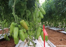 Portento, il san marzano portentoso per resa e qualità organolettiche