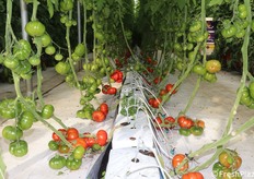 Pomodoro costoluto pre commerciale con sigla  SVT56702