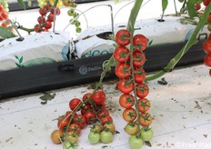 Ciliegino con sigla pre commerciale DRTC8560