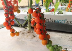 Orangita un pomodoro cocktail arancione