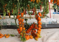 Leonisher, datterino arancione