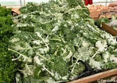 Alcune specialità hanno visto una notevole crescita della domanda, con conseguente estensione delle superfici coltivate. E' il caso del kale, considerato un vero e proprio super food.