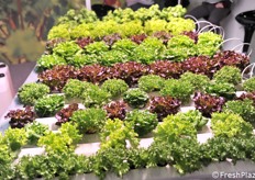 Esempio di coltivazioni in idroponica