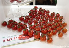 Pomodoro Buzz F1 della Southern Seed