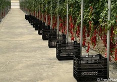 Tutto pronto per la raccolta. In quest'azienda l'ordine e la pulizia sono un must!