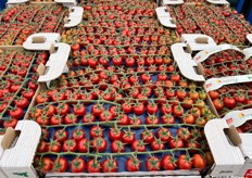 Ciliegino rosso di gusto