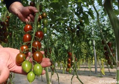 Varietà di datterino zebrato