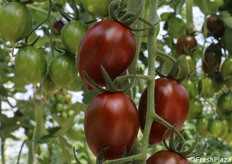 Datterino zebrato per il mercato di nicchia