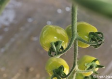 Dettaglio su un datterino verde. Ancora non si vedono molte coltivazione di questo pomodoro. Il contesto è quello dell'Azienda Agricola Russo, specializzata nella produzione di pomodoro a piccoli frutti. Le specialità di pomodoro colorato e di gusto rappresentano una nicchia importante per il comparto Horeca 