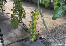 Datterino verde: molto richiesto dal settore Horeca per la preparazione di piatti particolari