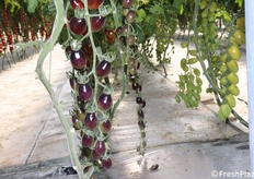 Datterino nero. Anche questa varietà è molto richiesta per i ristoranti di alto livello