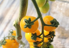 Dettaglio su alcuni frutti di datterino giallo