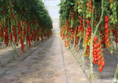 Uno dei filari di datterino rosso