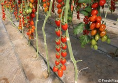 Datterino rosso di gusto