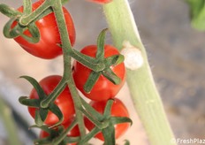 Dettaglio su alcun frutti di datterino rosso di gusto