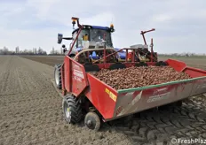 Semina delle patate. Grande uso si fa dell'agricoltura di precisione