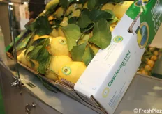 Il limone Costa D'Amalfi Igp pronto a presentarsi sui mercati.
