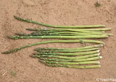 Raffronto tra vari campioni. Si tratta di turioni al loro secondo anno, ma servono almeno 5 anni per una piena valutazione di una nuova selezione di asparago.