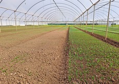 In foto effetti dell'innovativa tecnologia per il trattamento del seme, Initio, sviluppata da Prop Vriend Seeds. A destra seme trattato con tecnologia Initio e a sinistra nessun trattamento.