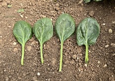 Foglie di Accordion F1