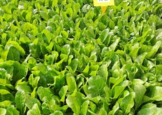 Bietolino da sfalcio Prius F1