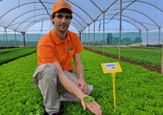 Alessandro Bacchi, product manager di Cora Seeds presenta la varietà di lattughino Maverick