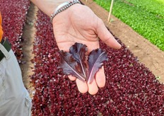 CRX47708 si caratterizza per il colore rosso scuro brillante fino alla parte basale della lamina