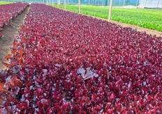 CRX47708  è la varietà di lattughino rosso presentata agli operatori del settore proprio durante questo open day