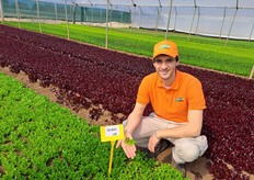 CRX48355 è  la varietà di lattughino della tipologia foglia di quercia