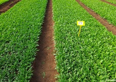 Rucola ibrida Karina F1