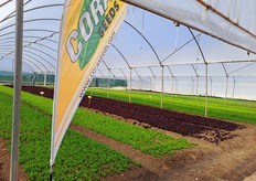 Nuove varietà per la IV gamma proposte da Cora Seeds