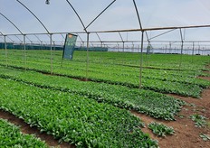 Mostra varietale dello spinacino