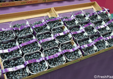 Esposizione di packaging sostenibili per mirtilli nella Hall Sud.