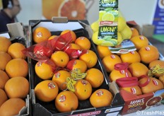 Alcuni degli agrumi di Euroagrumi