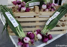 Uno "spettacolo" di cipolla, quella Rossa di Tropea Igp!