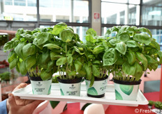 Il basilico Prospera Active di Fenix Seeds, con maggiore resistenza alla peronospora.