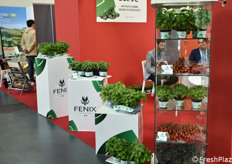 Bella esposizione di basilico Prospera Active nello stand Fenix Seeds.