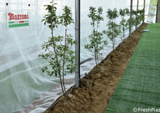 Dettaglio dell'impianto Aniplast a Macfrut in Campo.