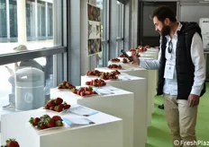Esposizione di varietà di fragole, curata dal Crea e da Rinova