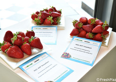 Esposizione di varietà di fragole nell'area Civi Italia.