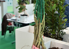 Pianta con brevetto Nicola Hazelnut della Vivai Nicola.