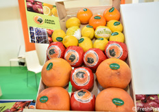 Agrumi vari dell'egiziana Jana Fresh.